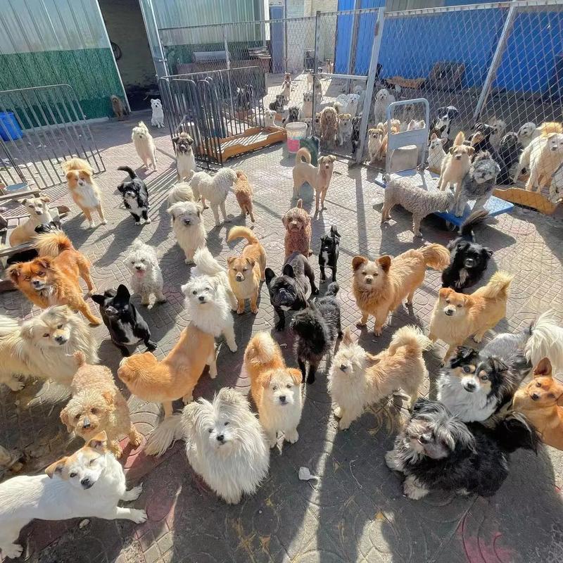 阴阳师策划什么狗/阴阳师狗策划表情包-第3张图片-多林游戏 阴阳师策划什么狗/阴阳师狗策划表情包-第3张图片-多林游戏