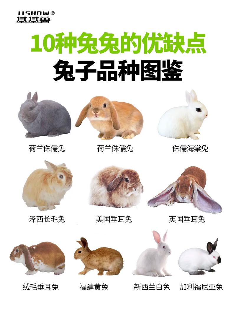 彩虹兔兔多少钱,彩虹兔兔多少钱虎牙(最新)-第3张图片-多林游戏 彩虹兔兔多少钱,彩虹兔兔多少钱虎牙(最新)-第3张图片-多林游戏