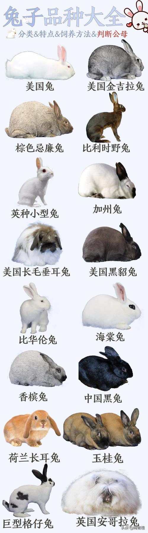 彩虹兔兔多少钱,彩虹兔兔多少钱虎牙(最新)-第6张图片-多林游戏 彩虹兔兔多少钱,彩虹兔兔多少钱虎牙(最新)-第6张图片-多林游戏