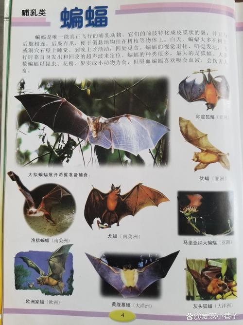 阴阳师蝙蝠是什么/阴阳师里蝙蝠在第几张-第2张图片-多林游戏 阴阳师蝙蝠是什么/阴阳师里蝙蝠在第几张-第2张图片-多林游戏