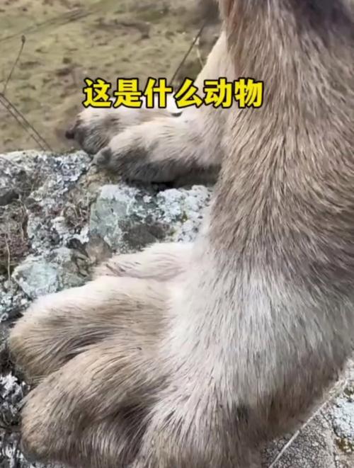 阴阳师指什么动物,阴阳师指什么动物啊(最新)-第6张图片-多林游戏 阴阳师指什么动物,阴阳师指什么动物啊(最新)-第6张图片-多林游戏