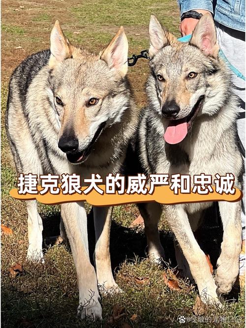 只狼多少钱/只狼多少钱2024-第4张图片-多林游戏 只狼多少钱/只狼多少钱2024-第4张图片-多林游戏