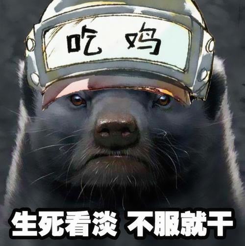 和平精英蜜獾解说内鬼模式/蜜獾解说和平精英全集-第1张图片-多林游戏 和平精英蜜獾解说内鬼模式/蜜獾解说和平精英全集-第1张图片-多林游戏