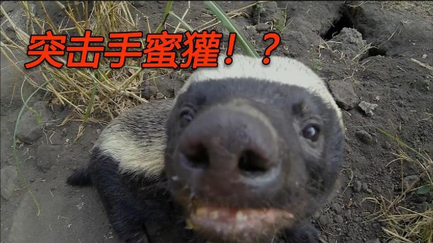 和平精英蜜獾解说内鬼模式/蜜獾解说和平精英全集-第3张图片-多林游戏 和平精英蜜獾解说内鬼模式/蜜獾解说和平精英全集-第3张图片-多林游戏