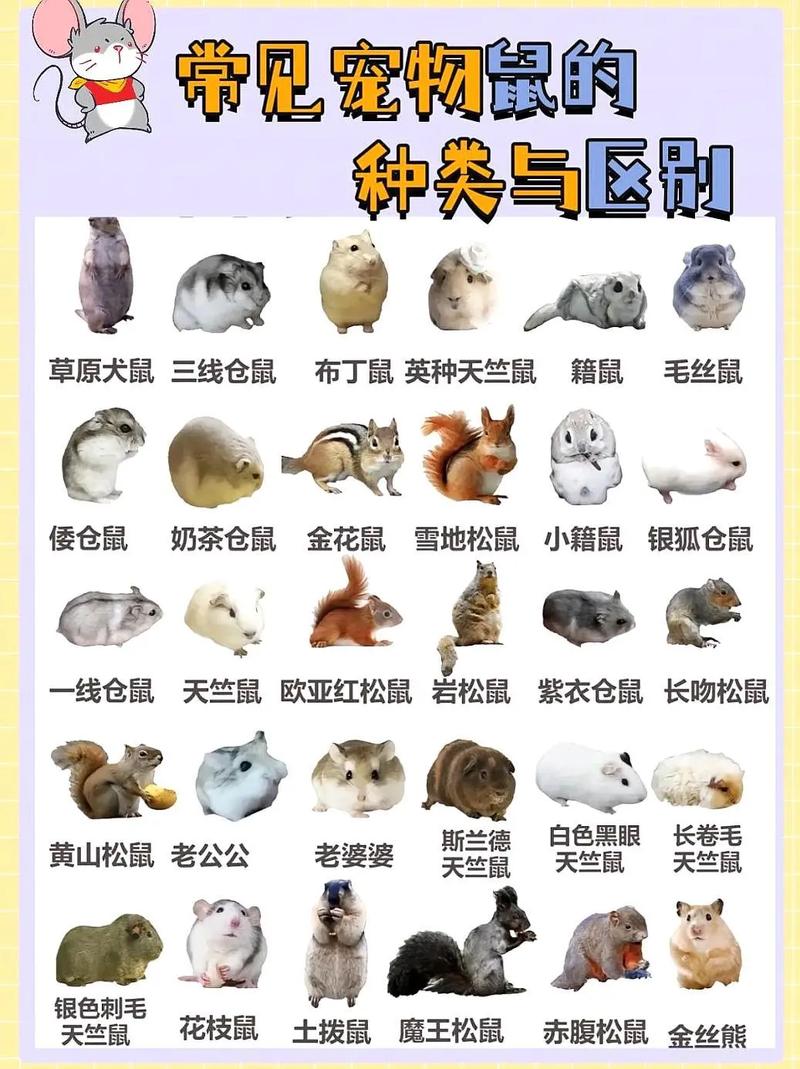 阴阳师都有什么鼠,阴阳师都有什么鼠式式神?-第2张图片-多林游戏 阴阳师都有什么鼠,阴阳师都有什么鼠式式神?-第2张图片-多林游戏